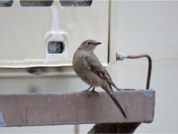 Townsend's Solitaire